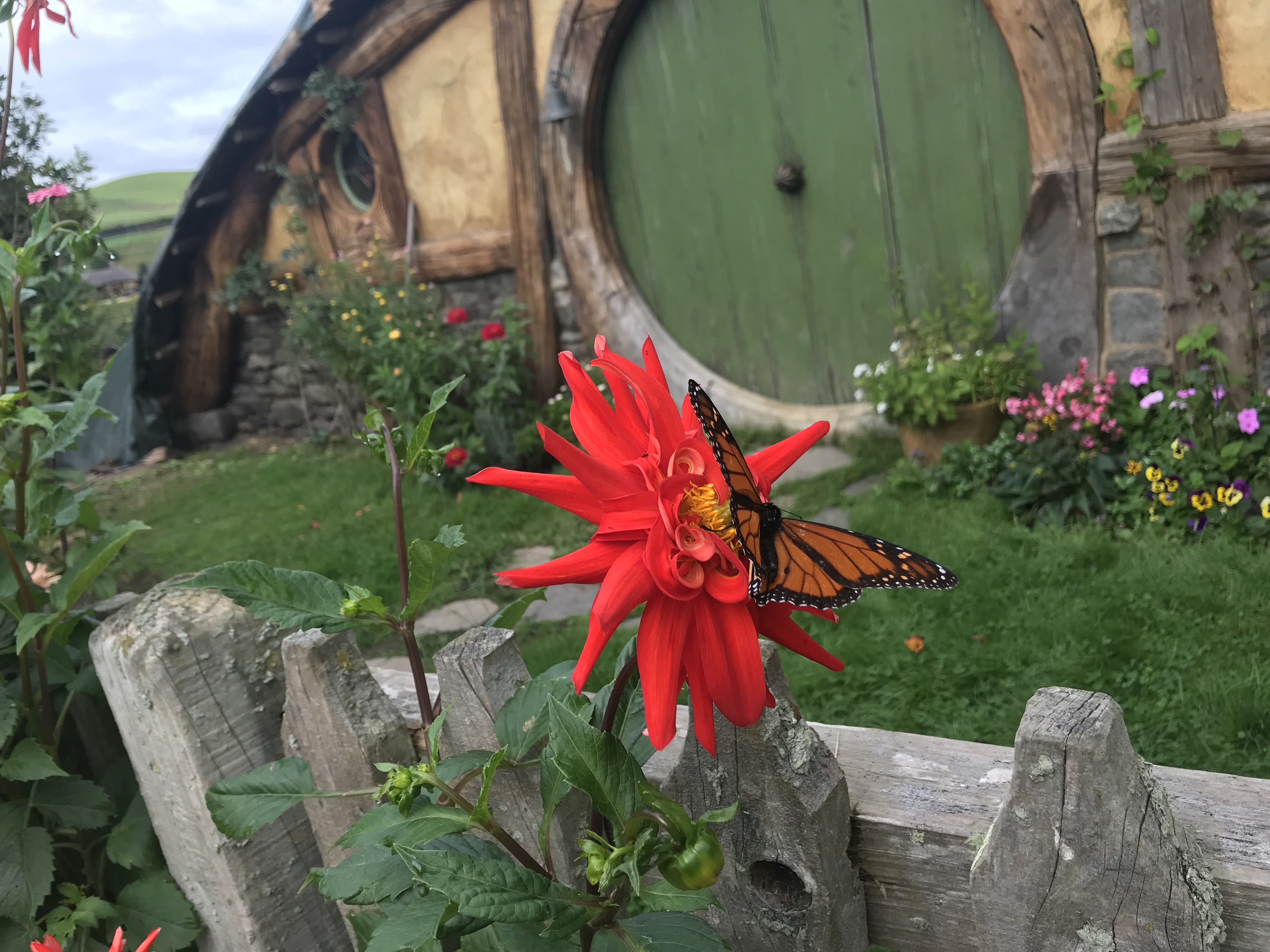 Butterfly resting near Bag End