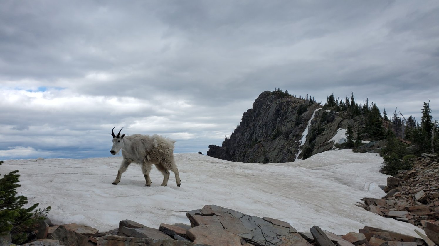 There are mountain goats! Keep some distance!