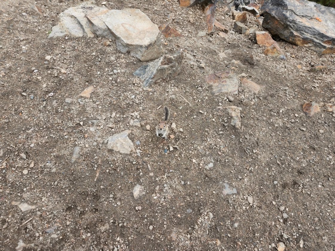 One of the many chipmunks attempting to steal our lunch!