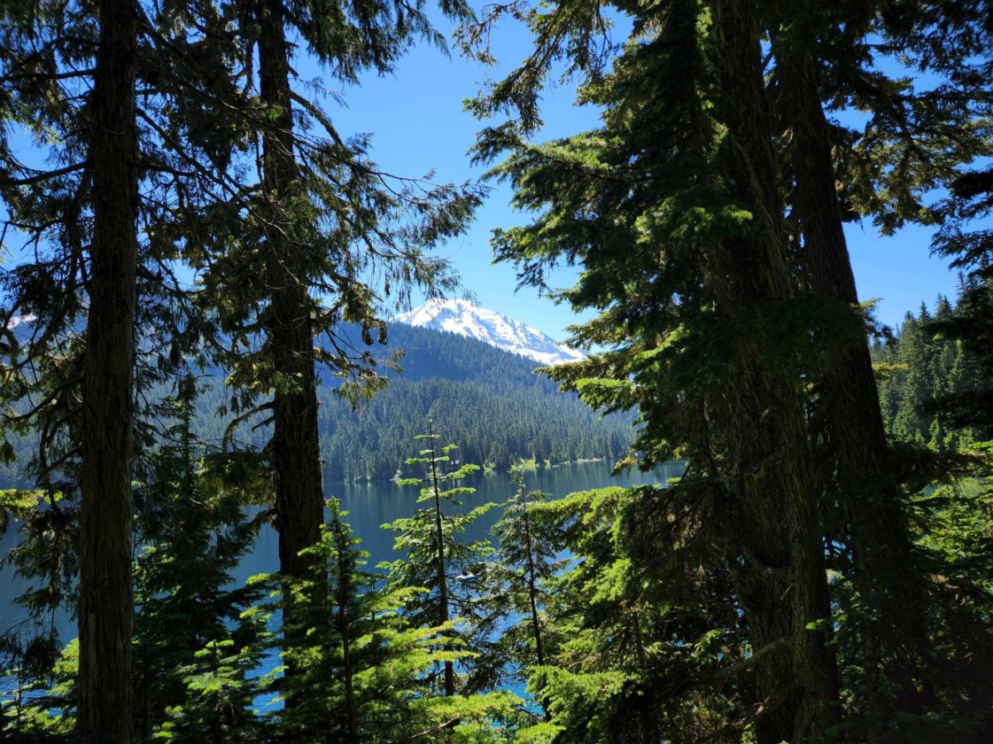 Mowich Lake peeking out from behind cedar and fir trees